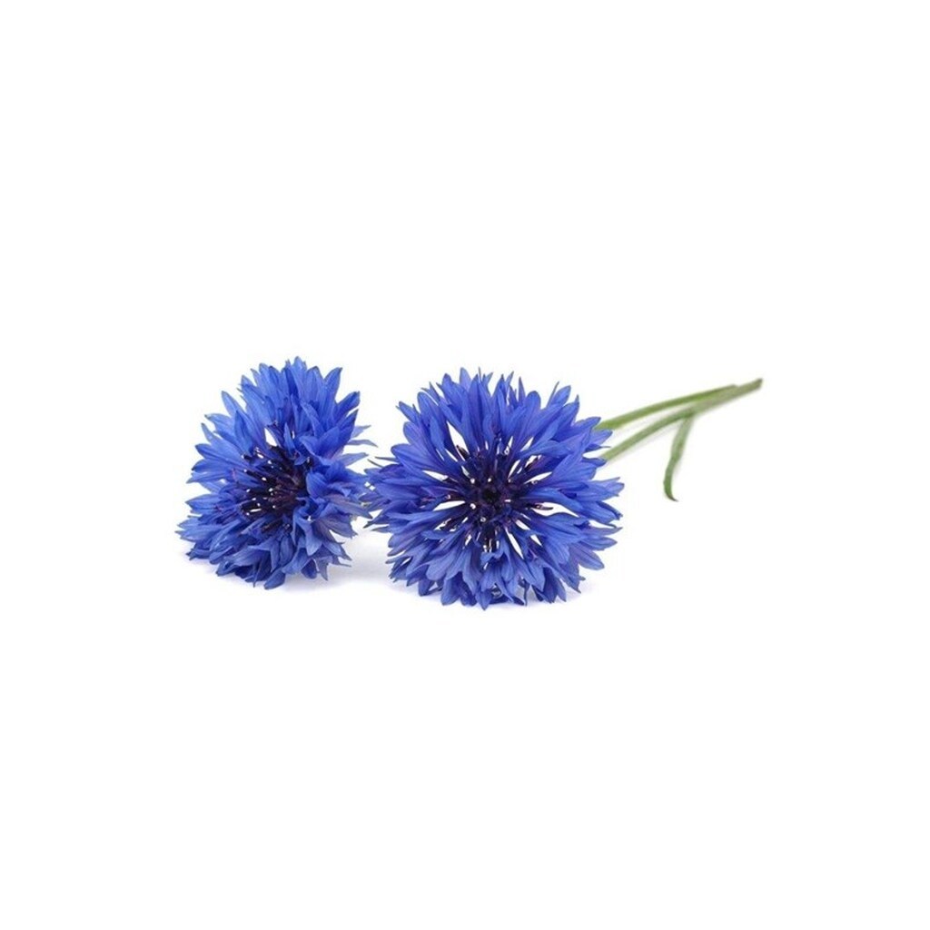 Click &amp; Grow Click and Grow - Smart Garden Refill 3-pack Cornflower