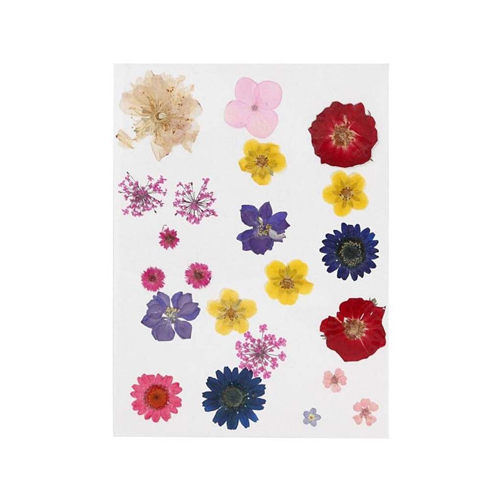 Creativ Company - Dried Flowers and Leaves Various Colors