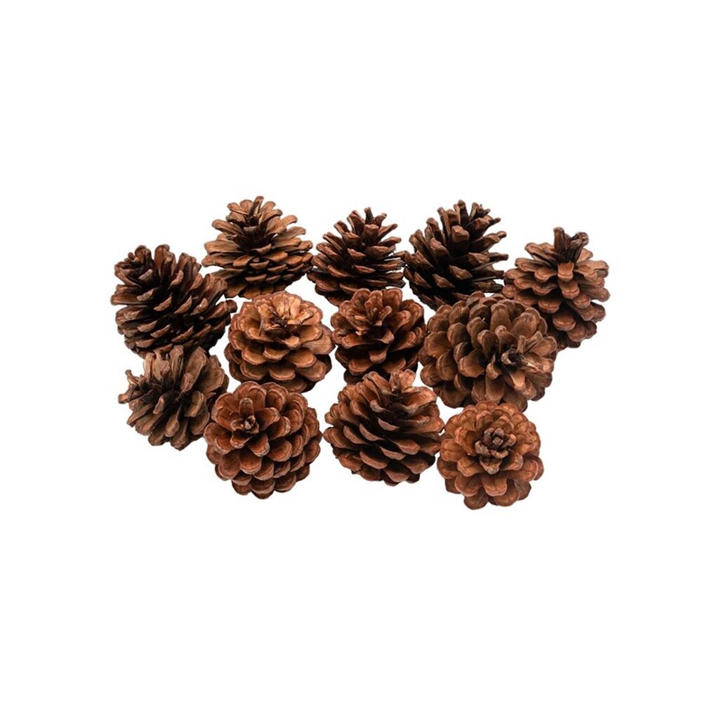 Colorations - Pine Cones 12pcs.
