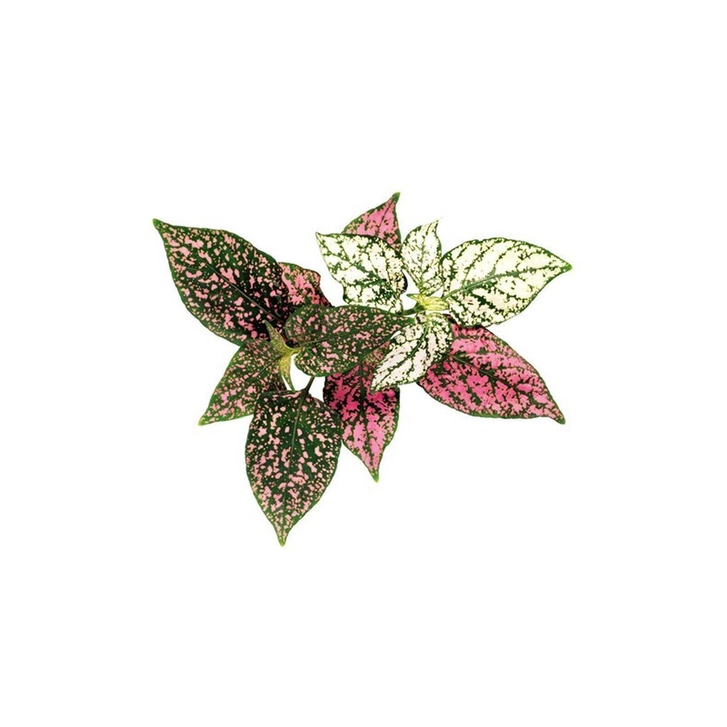 Click &amp; Grow - Smart Garden Refill 3-pack - Polka Dot Plant (SGR48X3)