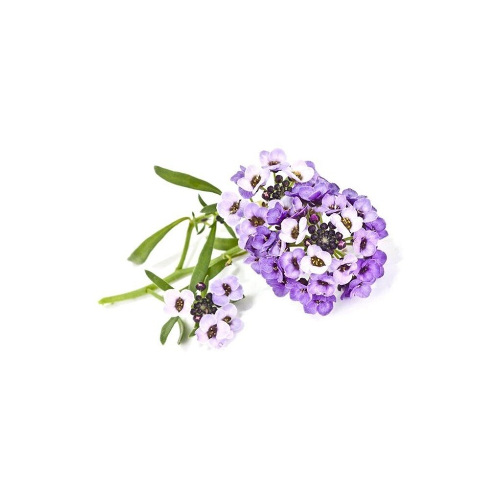 Click &amp; Grow - Smart Garden Refill 3-pack Sweet Alyssum