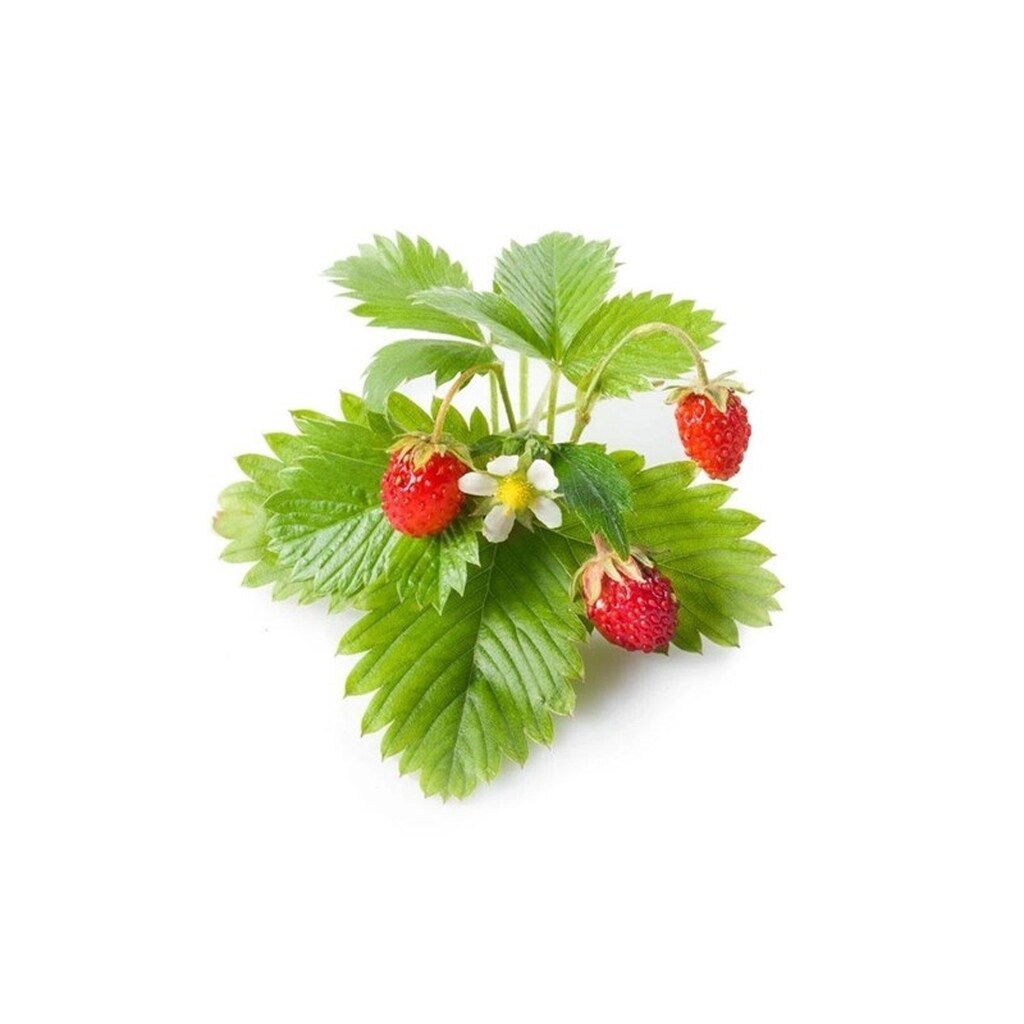 Click &amp; Grow Click and Grow - Smart Garden Refill 3-pack - Wild Strawberry (SGR24X3)