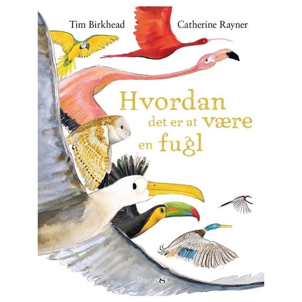 Hvordan det er at være en fugl - Børnebog - Hardback
