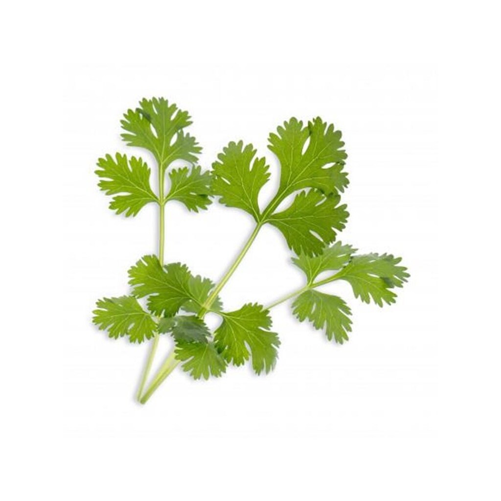 Veritable Lingot Cilantro