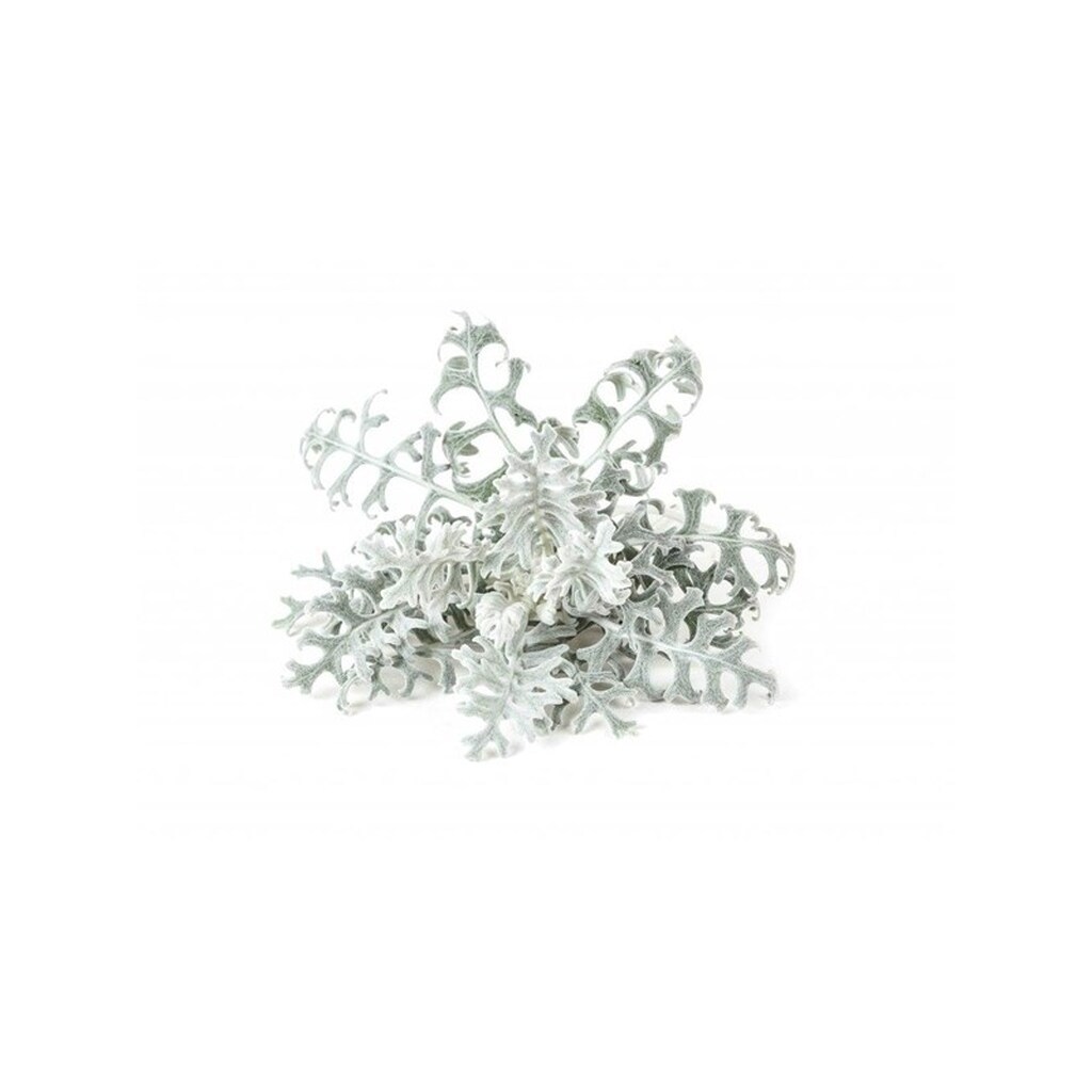 Click &amp; Grow Click and Grow - Smart Garden Refill 3-pack Dusty Miller