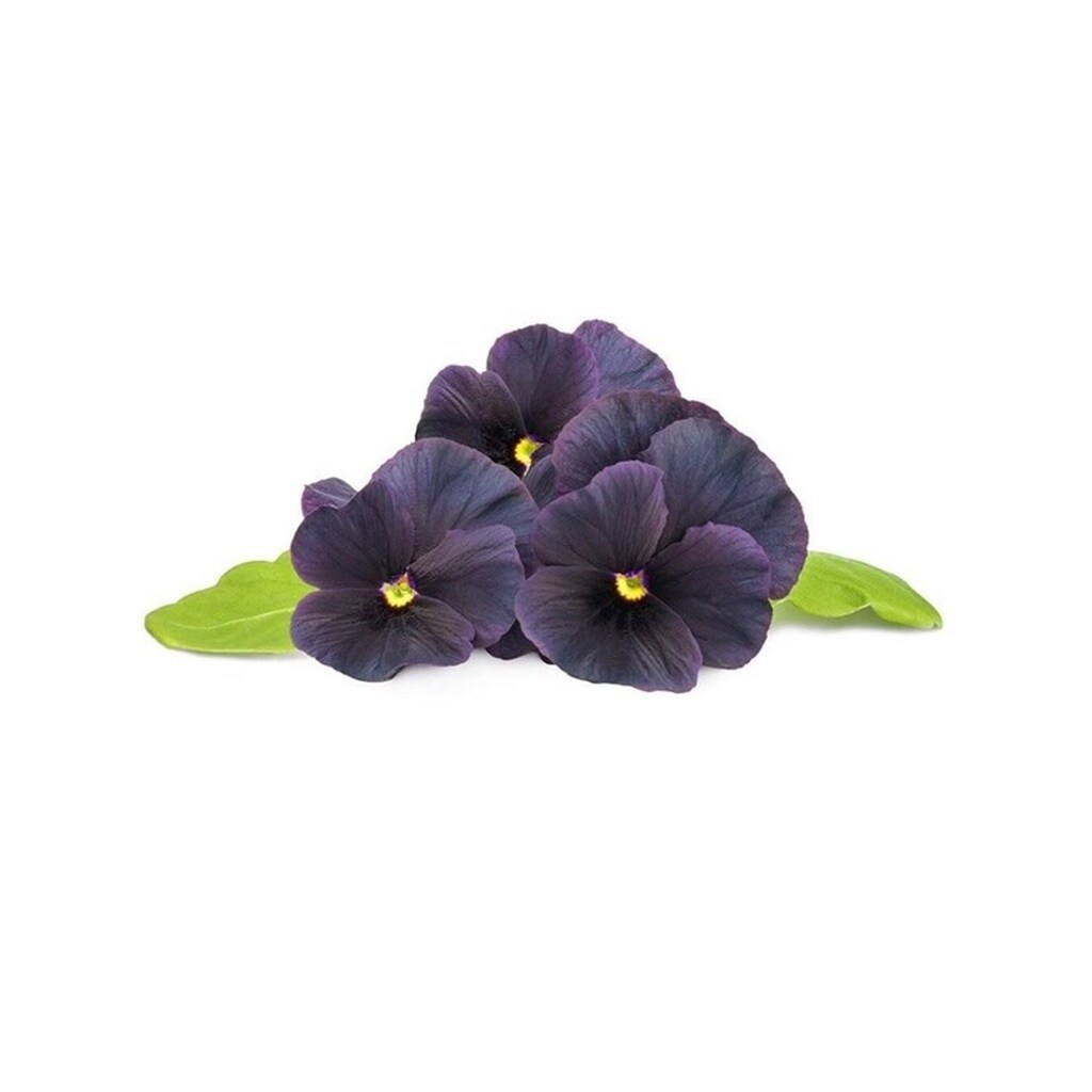 Click &amp; Grow Click and Grow Smart Garden Refill 3-pack - Black Pansy