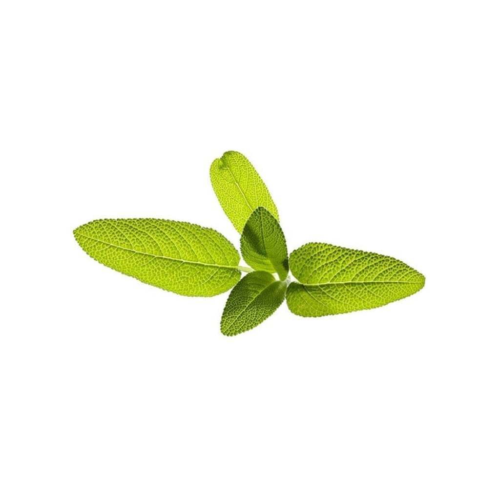 Click &amp; Grow Click and Grow - Smart Garden Refill 3-pack Garden Sage