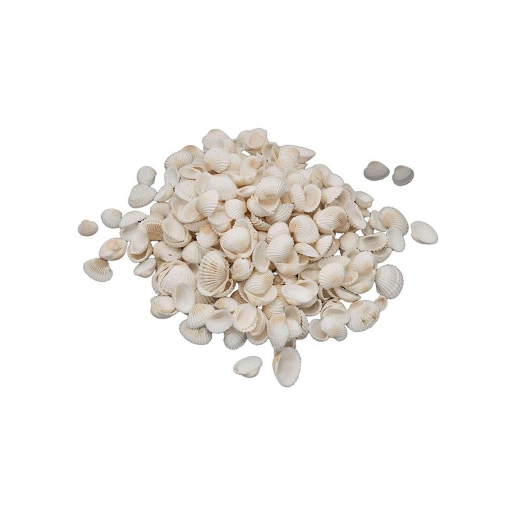 Colorations - Small Ark Shells 500 grams