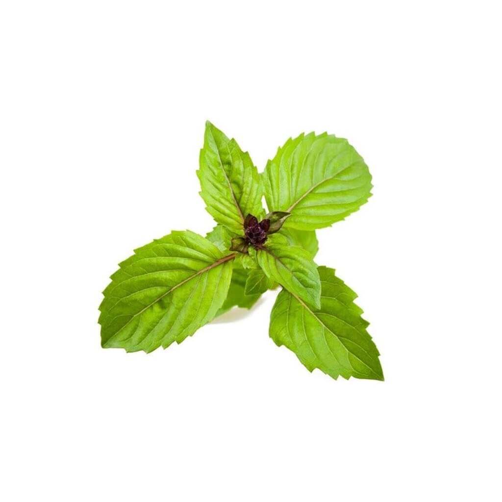 Click &amp; Grow Click and Grow Smart Garden Refill 3-pack - Cinnamon Basil