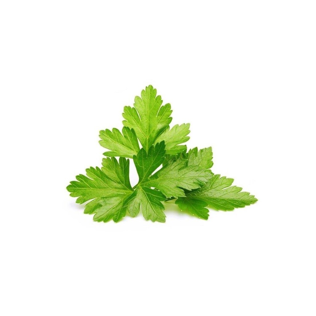 Click &amp; Grow Smart Garden Refill 3-pack - Cilantro/Coriander