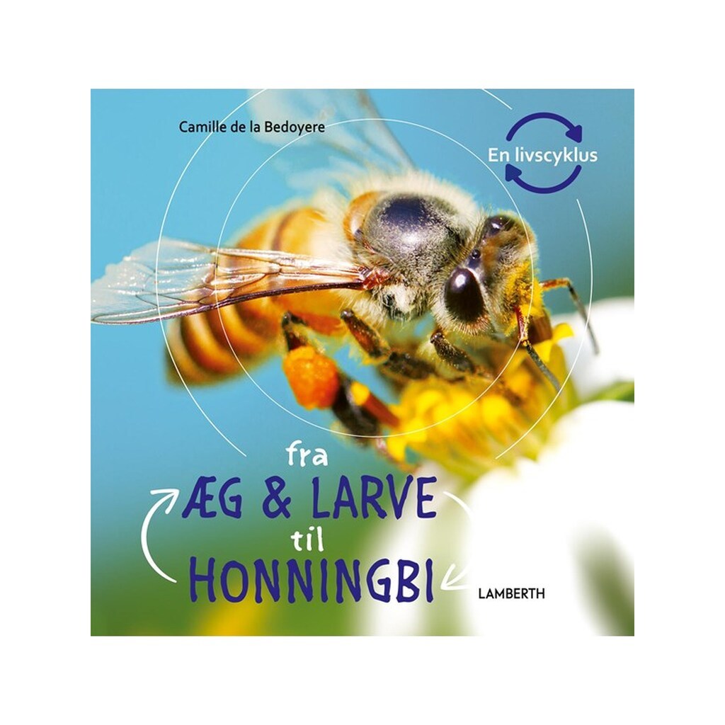 Fra æg og larve til honningbi - Børnebog - Hardcover