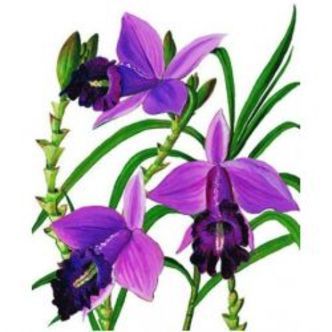 Archivist Mini Card, Orchids - Kort