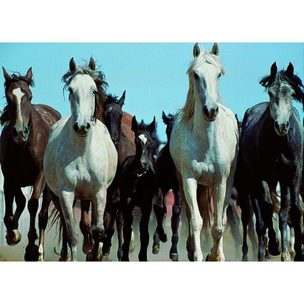 Wildpferde - 500 brikker