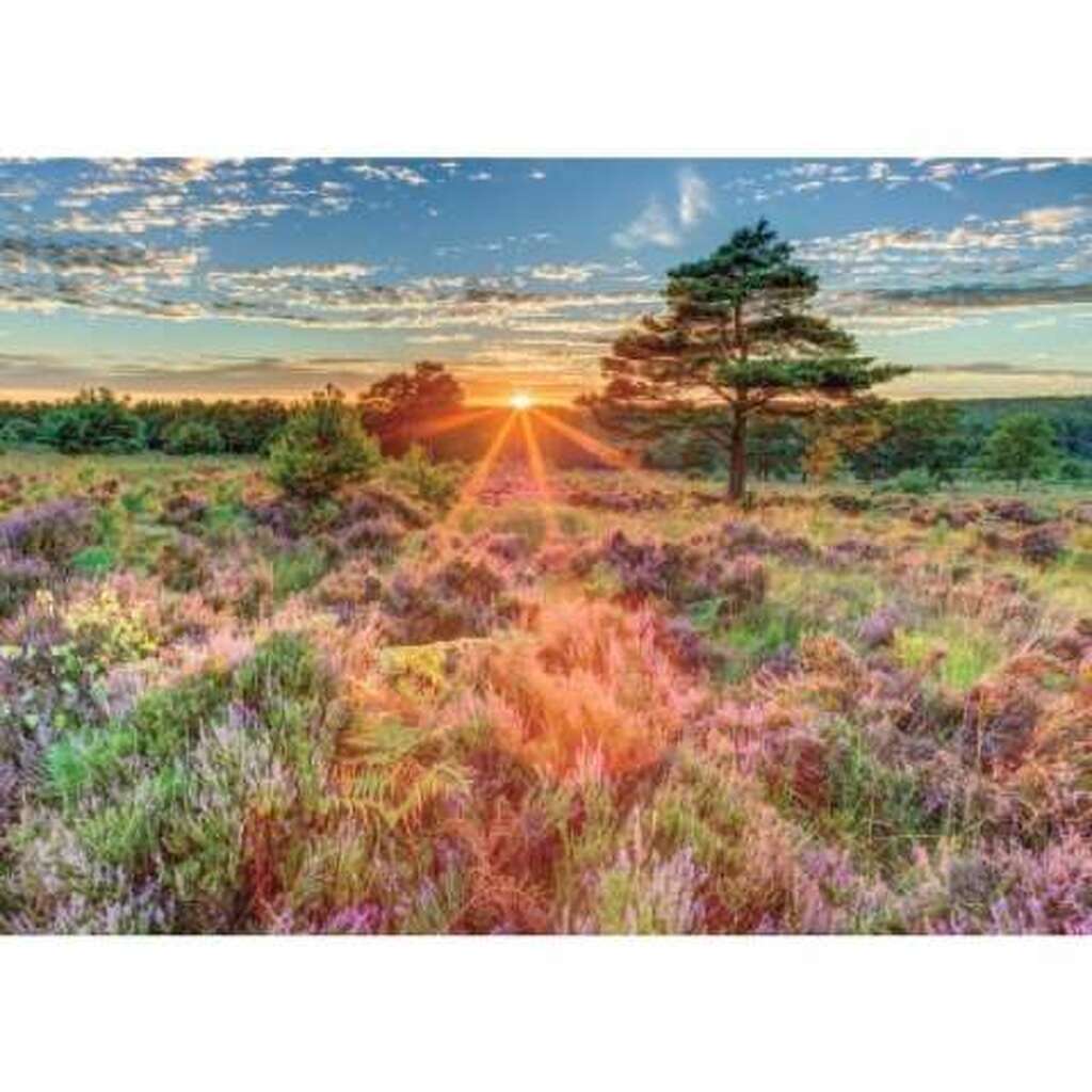 Heather at sunset - 500 brikker