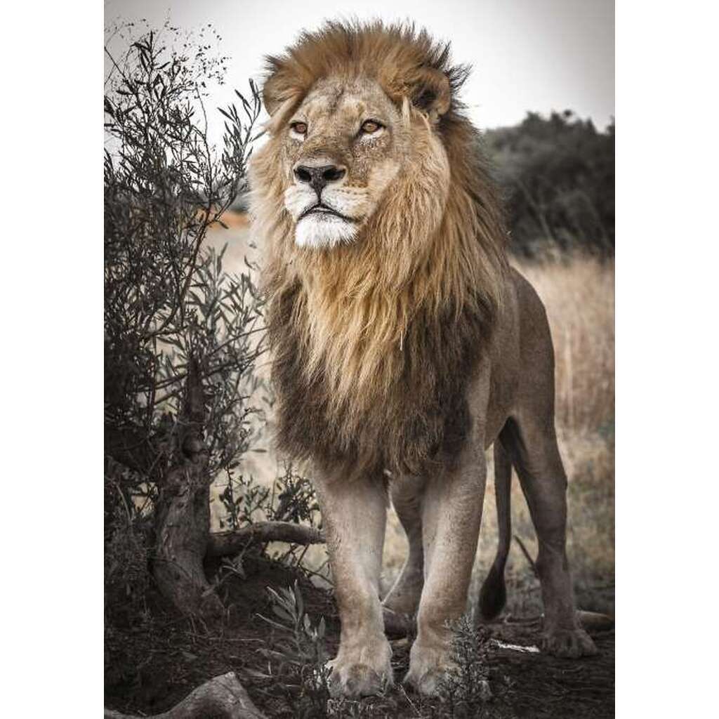 Proud lion - 500 Brikker