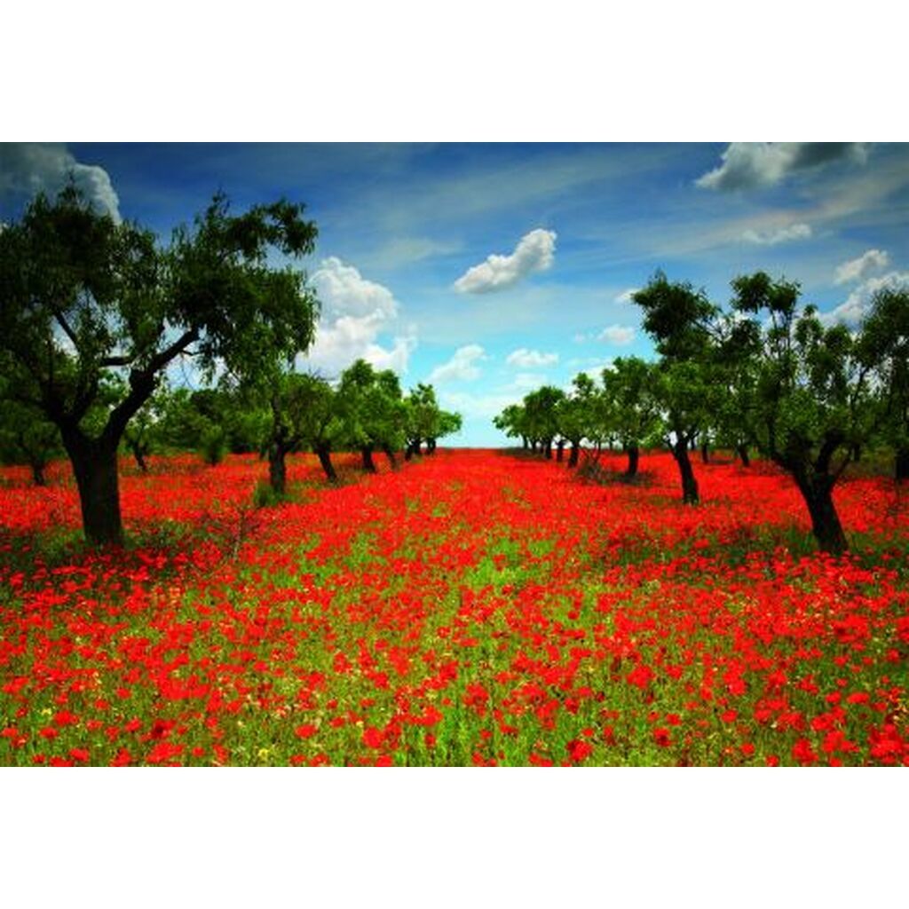 Poppy Field, 1000 brikker
