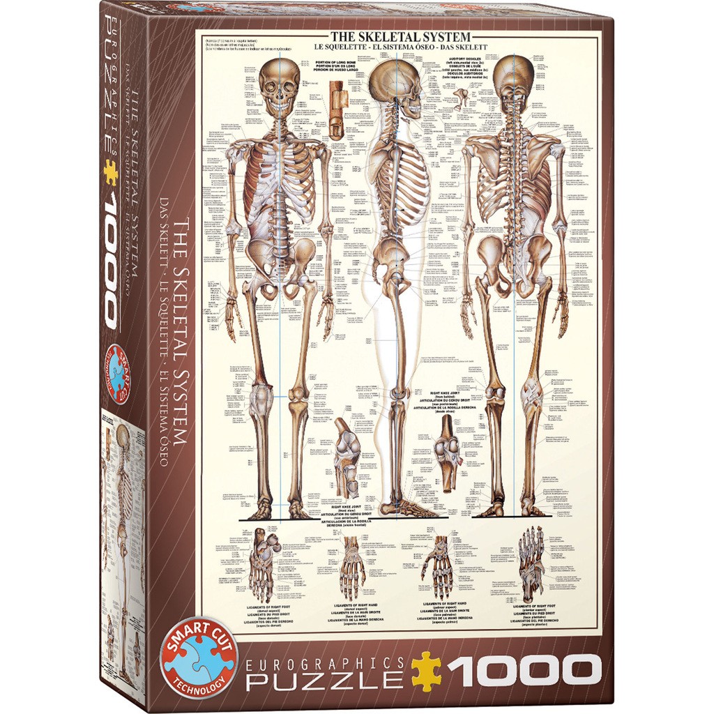 Kroppen: Skelet - 1000 brikker