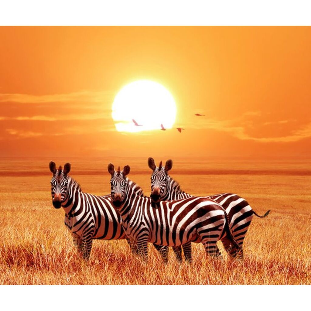 3 Zebraer ved solnedgang - Runde sten - 60 x 50 cm - Lærred, sten, pen, bakke, gele