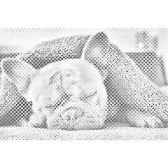 Mal med Prikker - Træt bulldog - Uden ramme - 80 x 60 cm