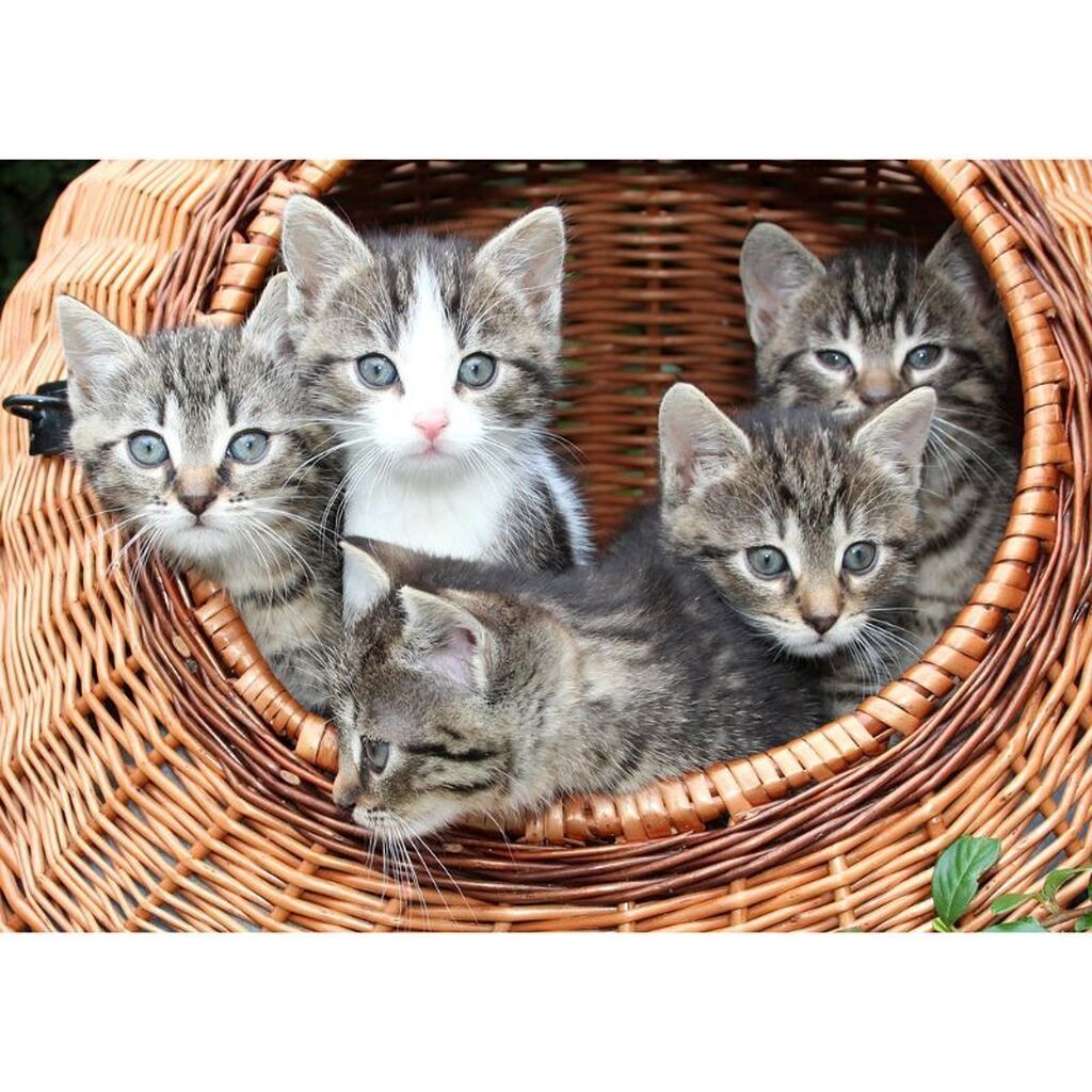 Katte i kurv - Premium - Runde sten - 60 x 40 cm - Lærred, sten, pen, bakke, gele, poser til stenene - med-saml-selv-ramme