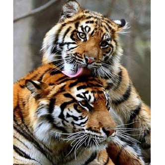 Tiger Tenderness - Firkantede sten - 50 x 60 cm - Lærred, sten, pen, bakke, gele, poser til stenene