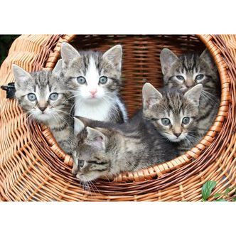 Katte i kurv - Premium - Runde sten - 120 x 80 cm - Lærred, sten, pen, bakke, gele, poser til stenene - Med saml-selv-ramme