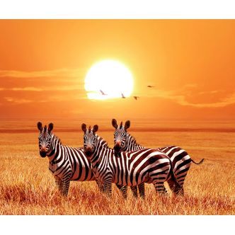 3 Zebraer ved solnedgang - Firkantede sten - 60 x 50 cm - Lærred, sten, pen, bakke, gele