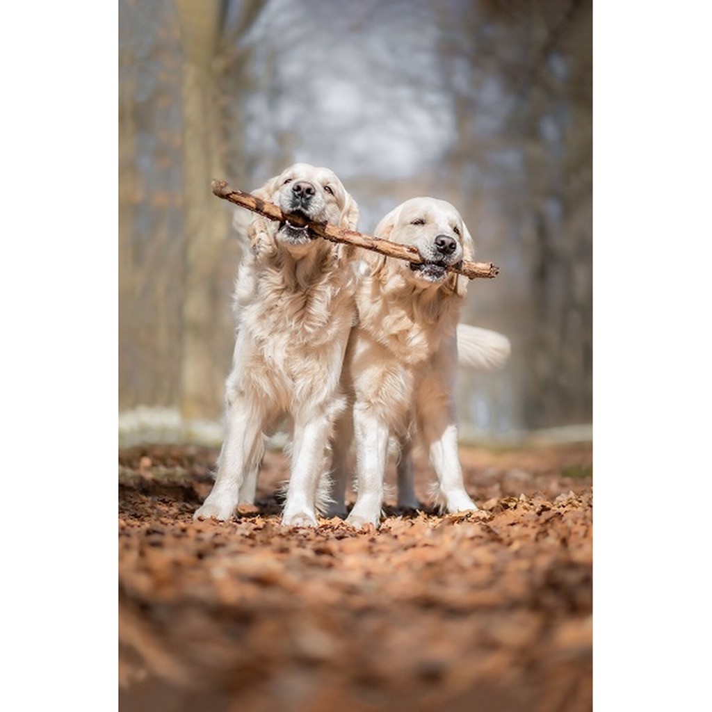 Hunde med pind - Runde sten - 40 x 60 cm - Lærred, sten, pen, bakke, gele, poser til stenene