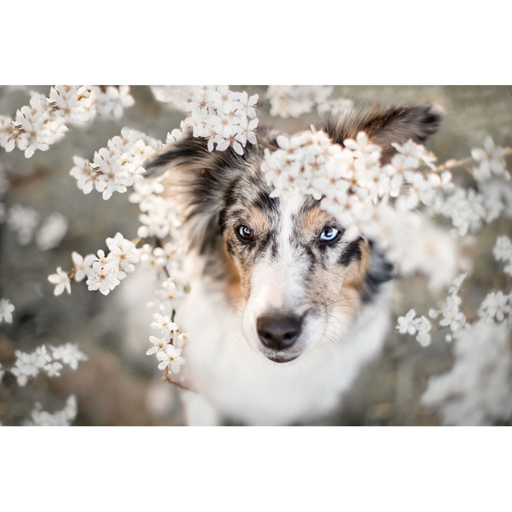 Hund bag blomster 2 - Runde sten - 60 x 40 cm - Lærred, sten, pen, bakke, gele, poser til stenene