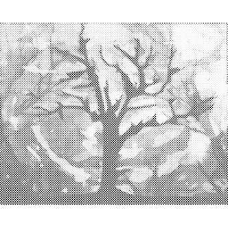 Mal med Prikker - Fortryllet træ - Uden ramme - 60 x 80 cm