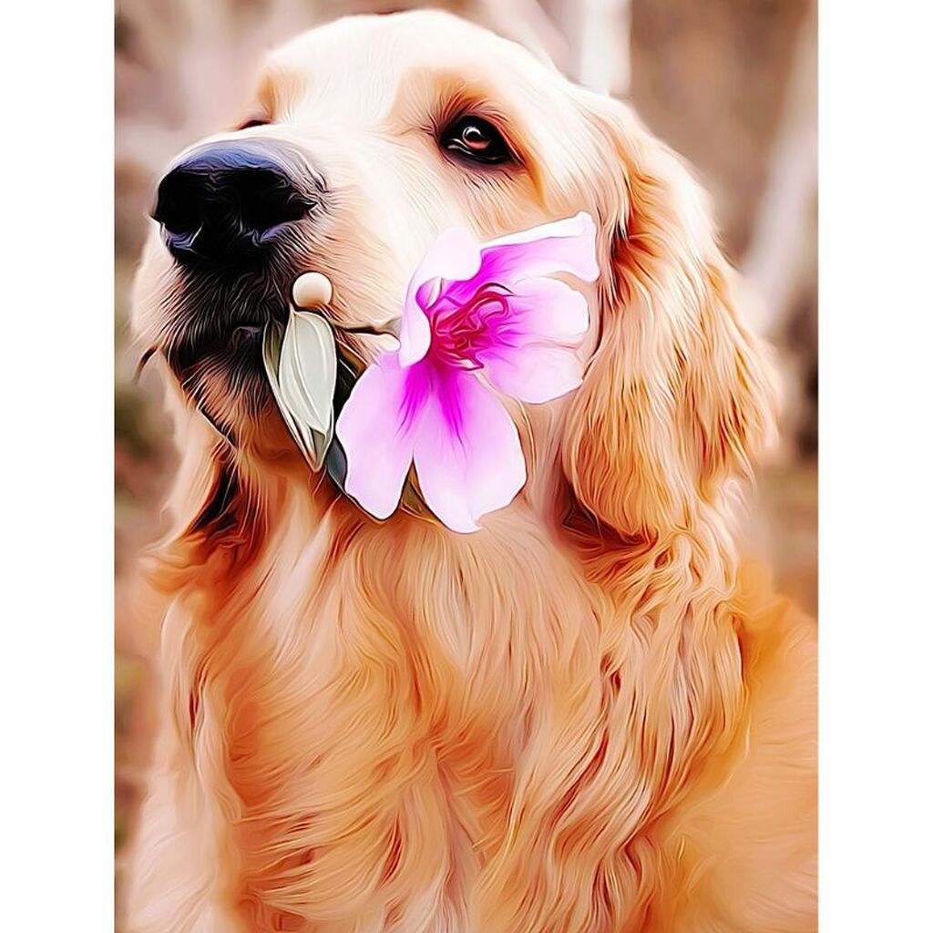 Labrador med blomst - Premium - Runde sten - 30 x 40 cm - Lærred, sten, pen, bakke, gele, poser til stenene - med-saml-selv-ramme