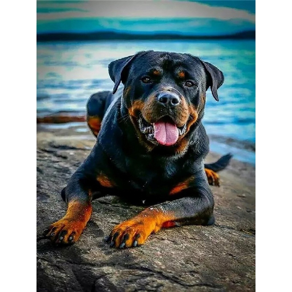 Rottweiler ved vandet - Firkantede sten - 45 x 60 cm - Lærred, sten, pen, bakke, gele, poser til stenene
