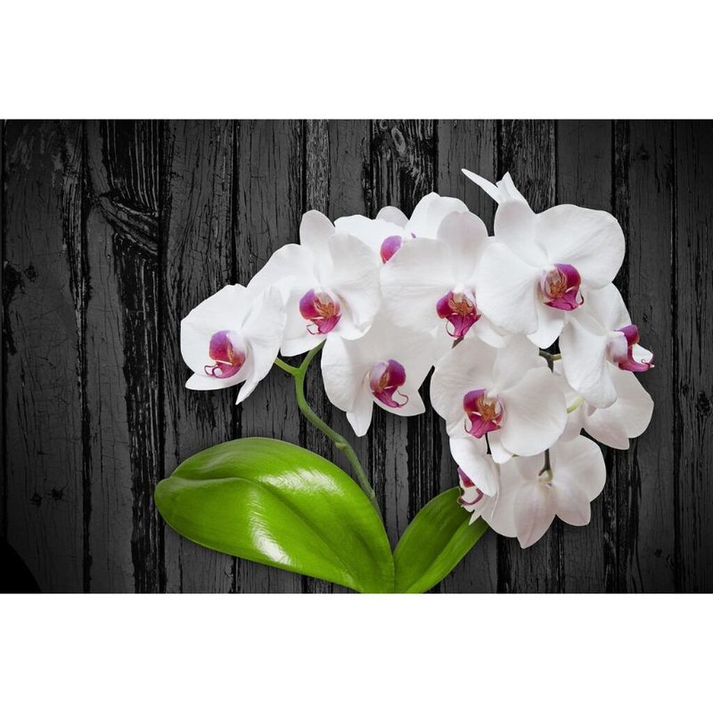Hvid orkide - Premium - Runde sten - 40 x 30 cm - Lærred, sten, pen, bakke, gele, poser til stenene - med-saml-selv-ramme