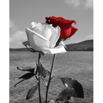 Rød og hvid rose på stilk - Firkantede sten - 50 x 60 cm - Lærred, sten, pen, bakke, gele