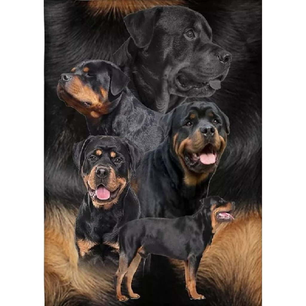 5 rottweilere - Firkantede sten - 50 x 75 cm - Lærred, sten, pen, bakke, gele, poser til stenene
