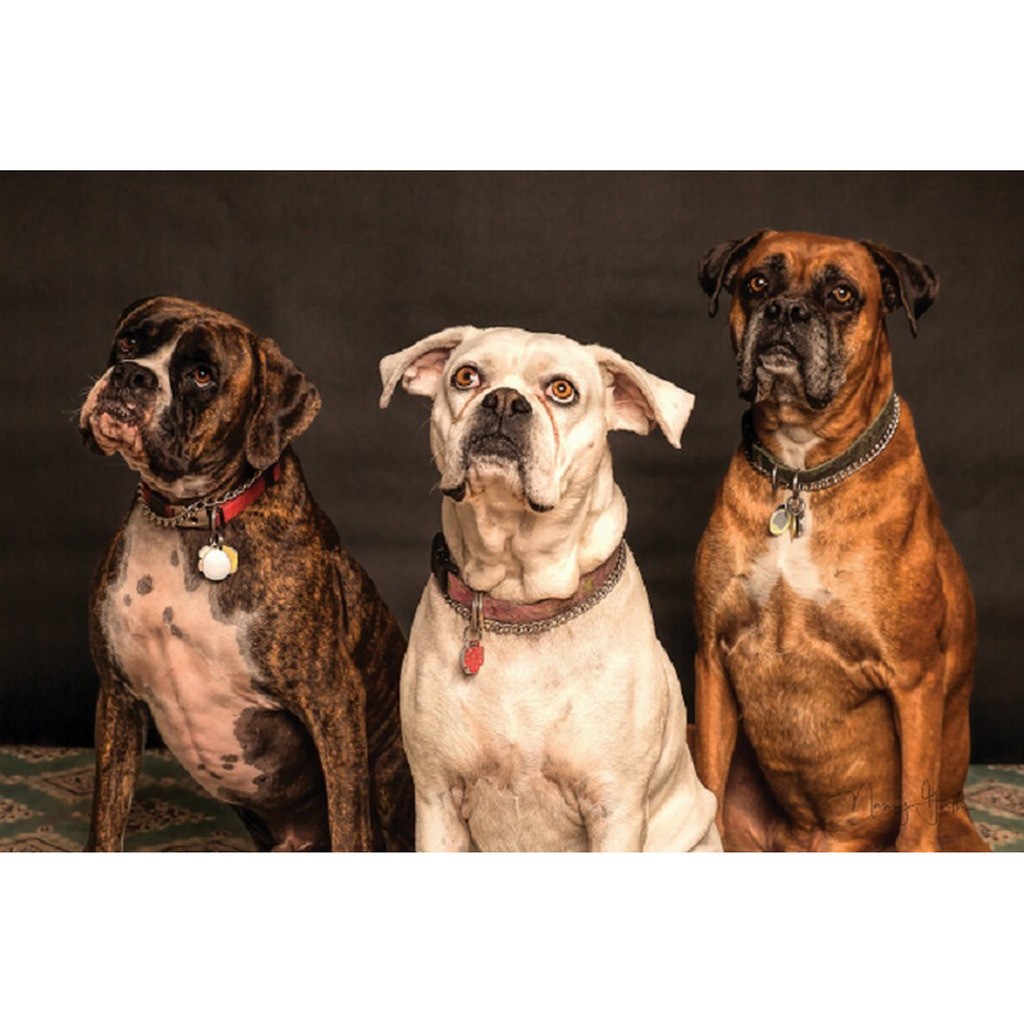 3 hunde - Runde sten - 75 x 50 cm - Lærred, sten, pen, bakke, gele