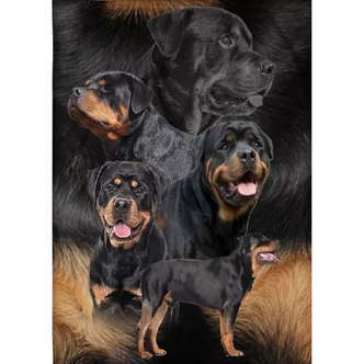 5 rottweilere - Runde sten - 50 x 75 cm - Lærred, sten, pen, bakke, gele, poser til stenene
