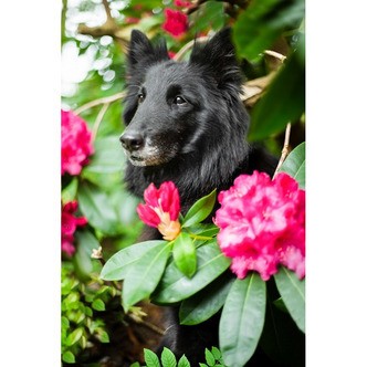 Hund bag blomster - Firkantede sten - 40 x 60 cm - Lærred, sten, pen, bakke, gele, poser til stenene