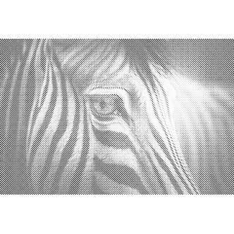 Mal med Prikker - Zebra - Uden ramme - 60 x 40 cm