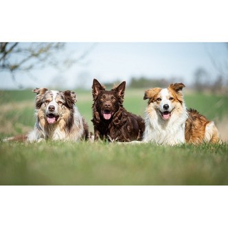 3 hunde på græs - Runde sten - 60 x 40 cm - Lærred, sten, pen, bakke, gele, poser til stenene