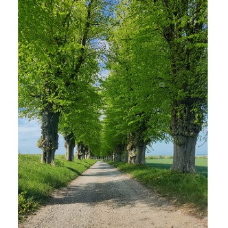 Flot træallé - Firkantede sten - 45 x 60 cm - Lærred, sten, pen, bakke, gele, poser til stenene