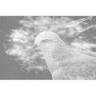 Mal med Prikker - Falk - Uden ramme - 80 x 60 cm