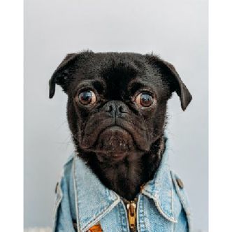 Stirrende hund - Runde sten - 40 x 50 cm - Lærred, sten, pen, bakke, gele