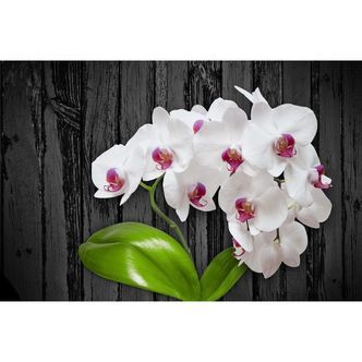 Hvid orkide - Premium - Firkantede sten - 100 x 80 cm - Lærred, sten, pen, bakke, gele, poser til stenene - Opspændt på ramme