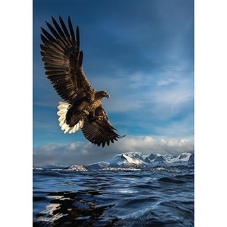 Hunting Eagle - 1000 brikker