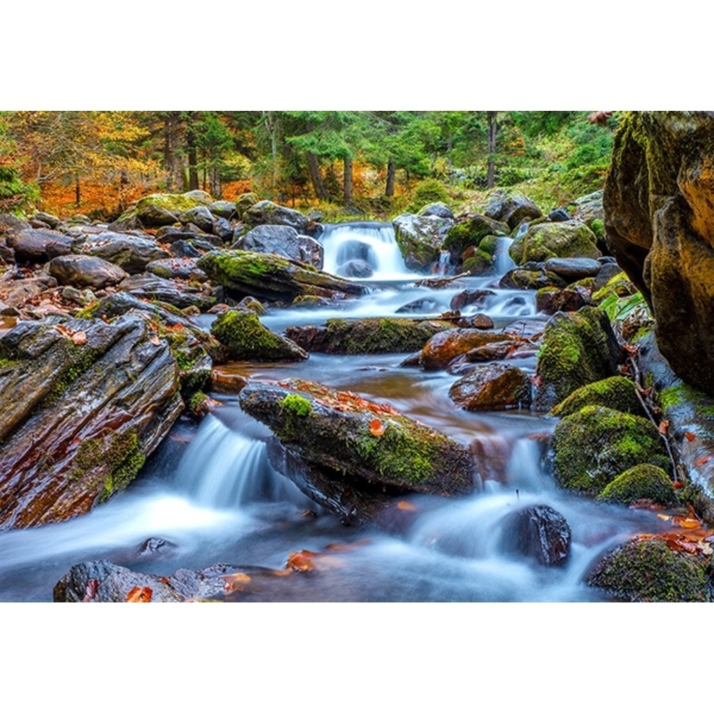 Forest Stream in Autumn