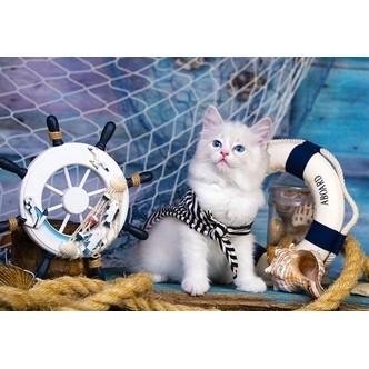 Captain Kitten