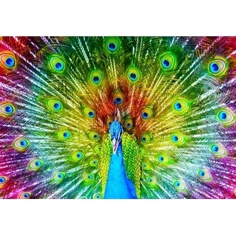 Colorful Peacock