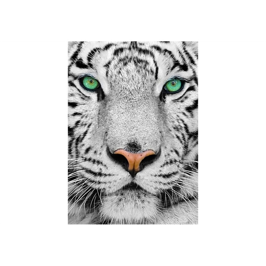 White Siberian Tiger