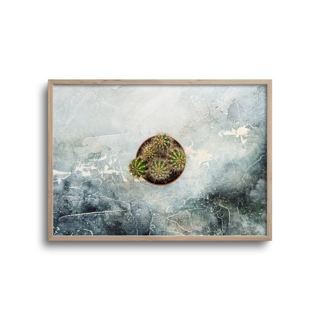Kaktus - Plakat
